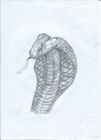/album/tekenen-met-plezier/cobra-jpg/